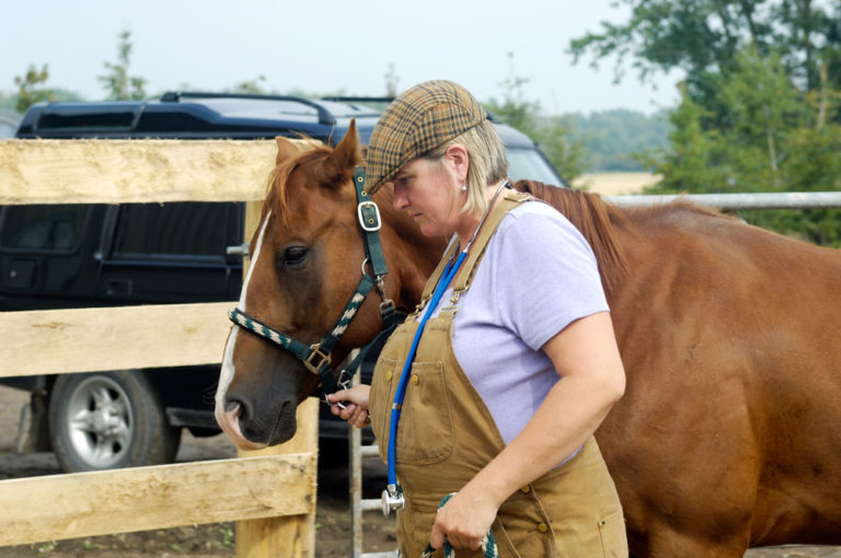 pregnant veterinarian horse