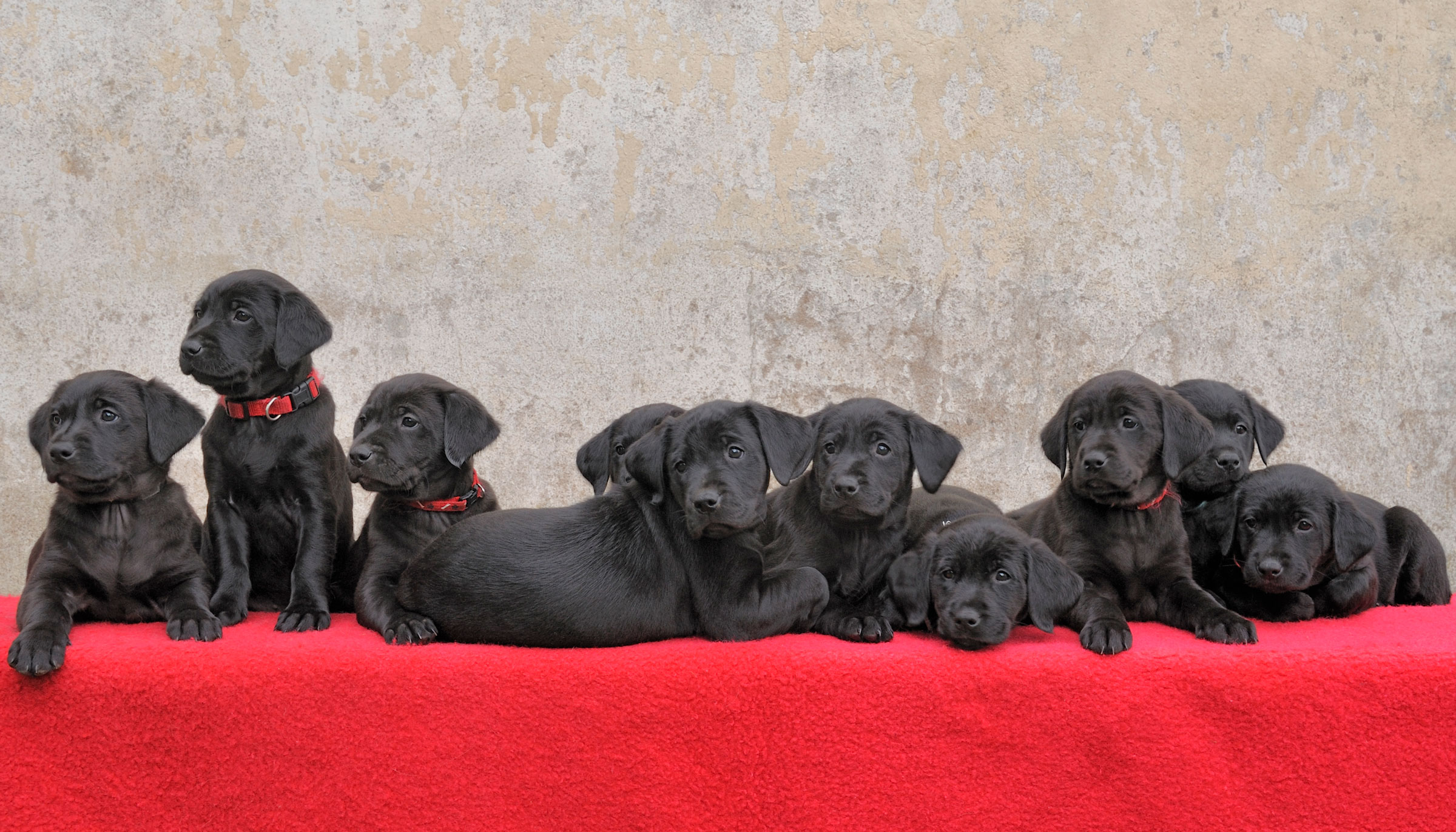 puppies black lab