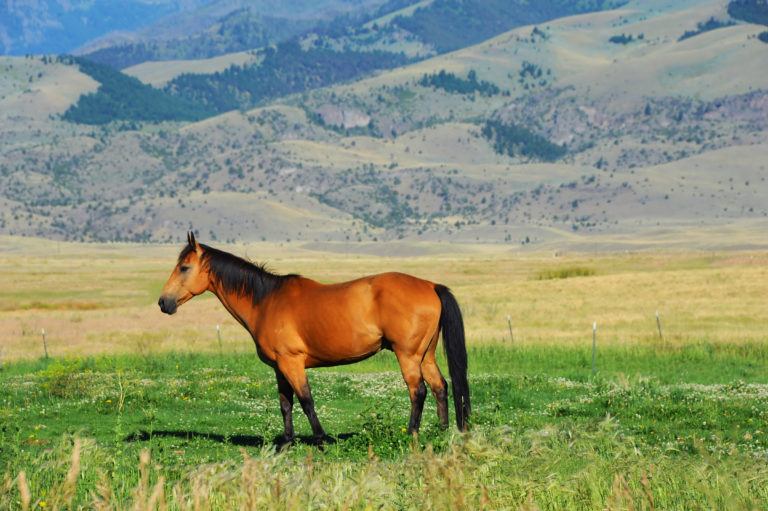research on cutting horse lameness