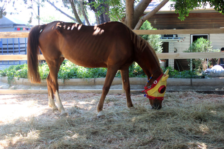 Quarter Horse racehorse grazing