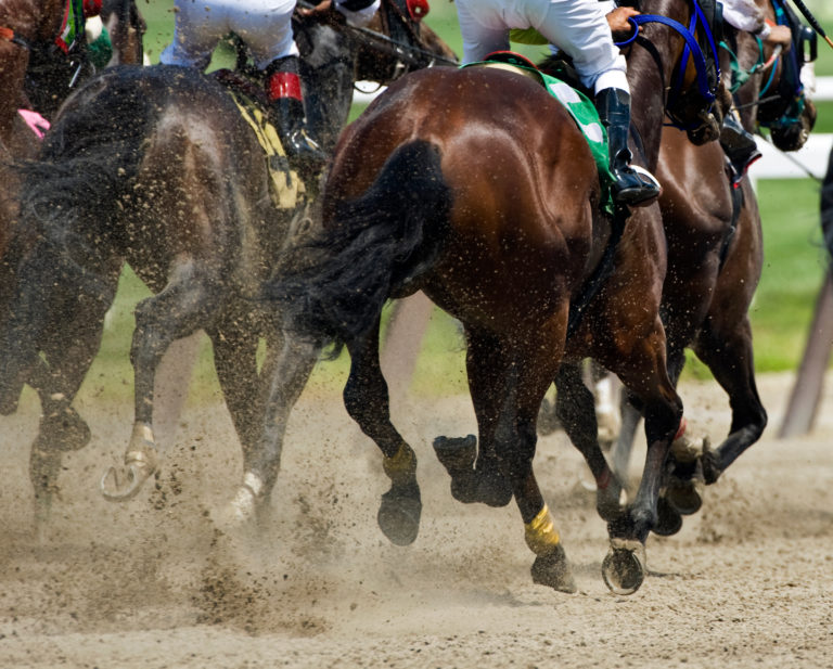 racehorses from back