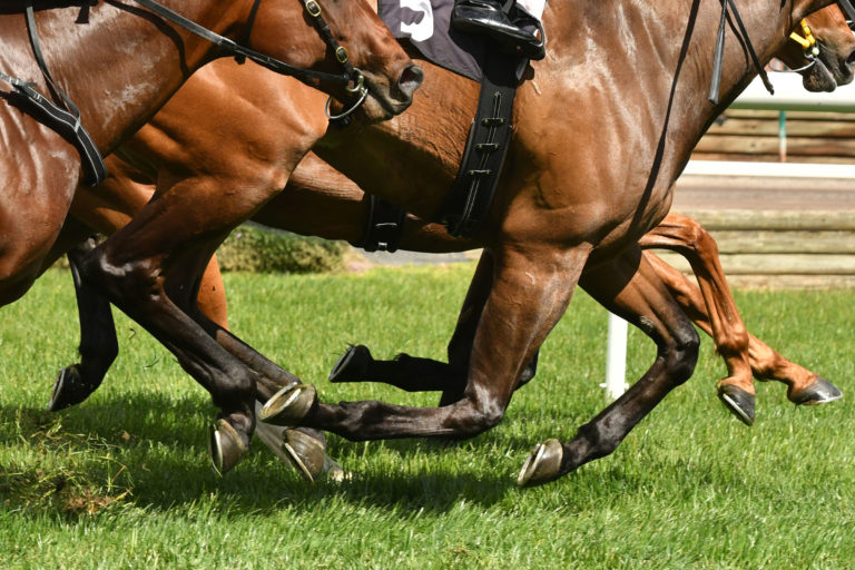 racehorses legs