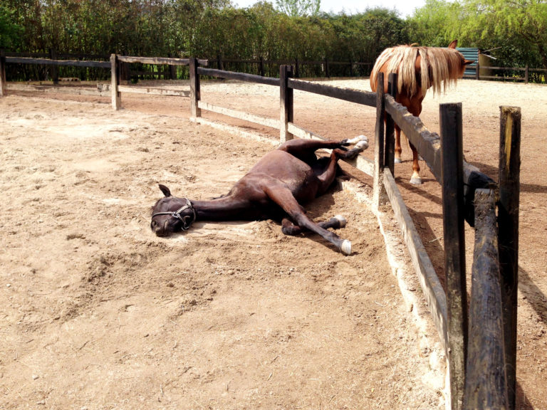 rolling horse feet through fence