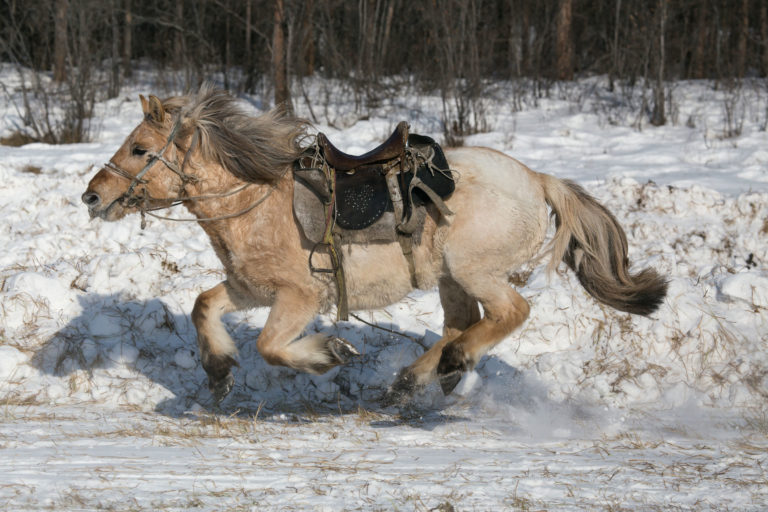 runaway loose pony saddled