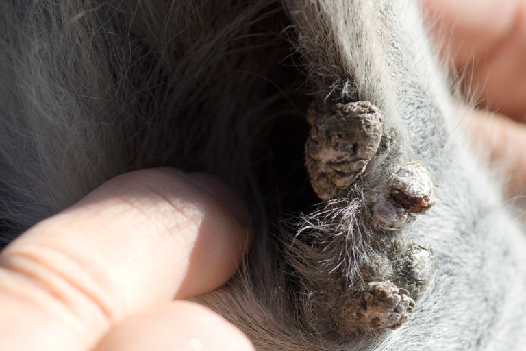 sarcoid horse ear