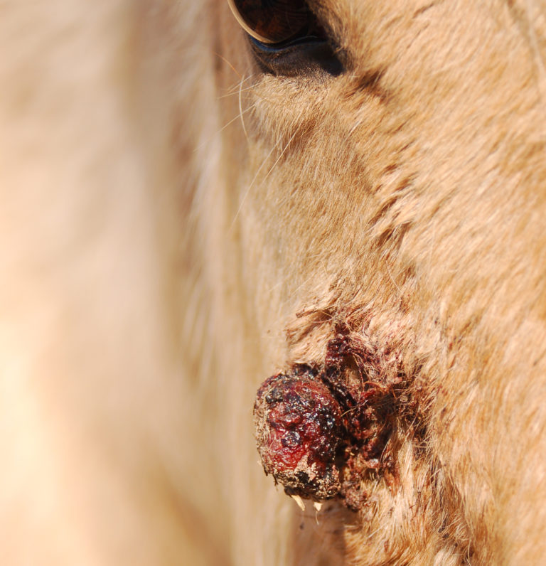 sarcoid horse face