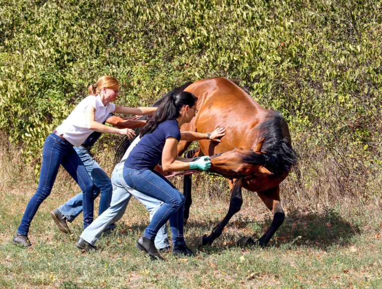 sedation horse field four women
