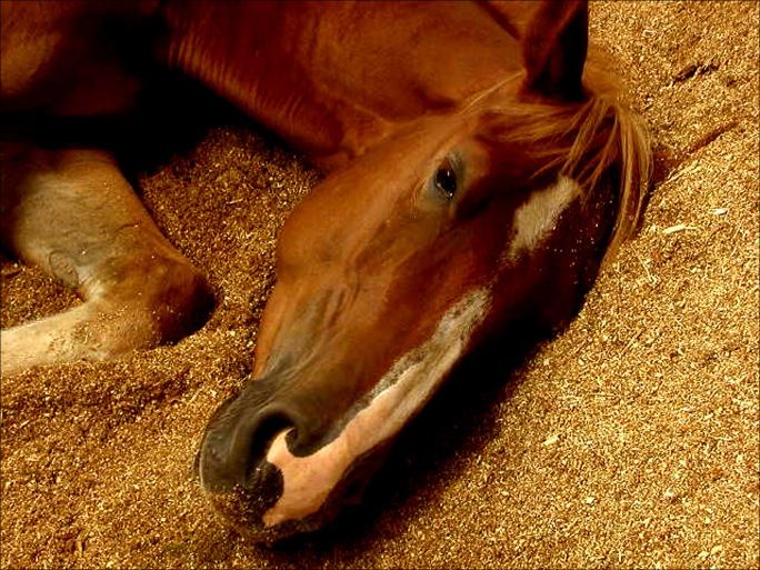 shavings horse head laying down