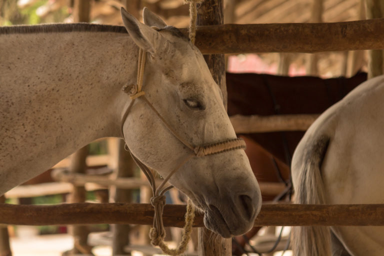 sick gray horse