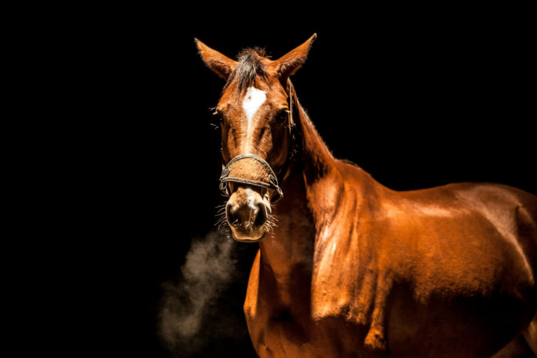 silhouette chestnut horse see breath