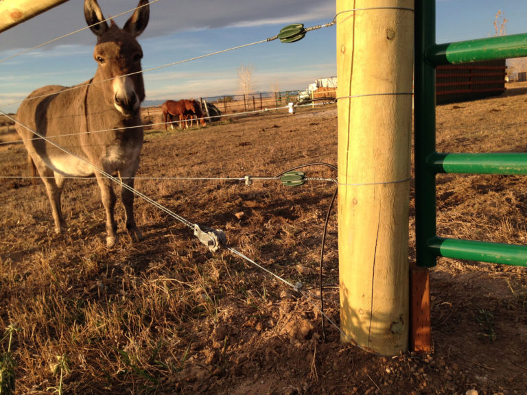 fat donkey behind fence