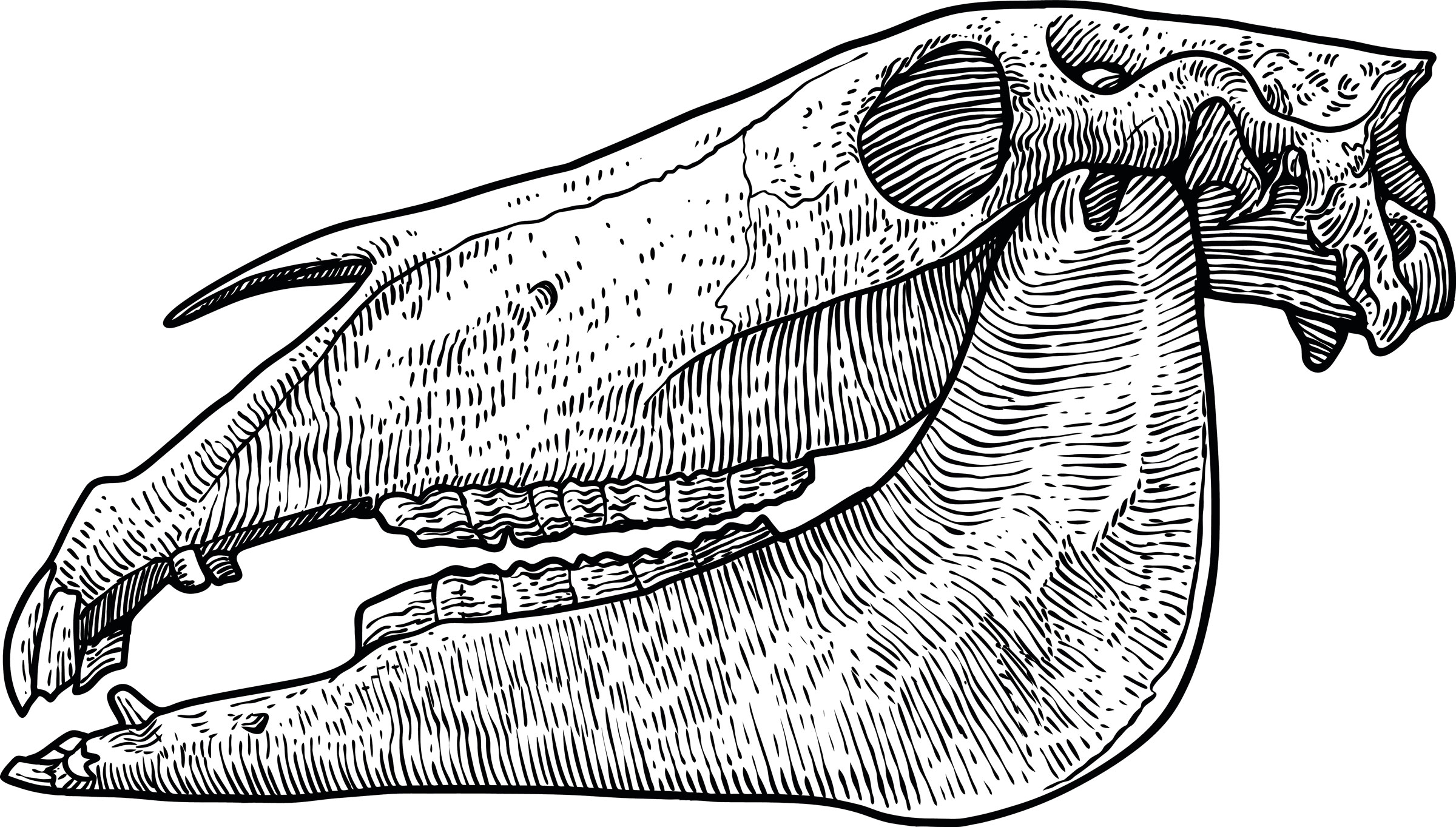 skeletal horse head illustration