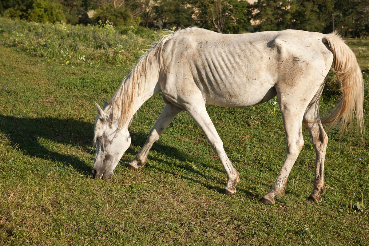 Skinny gray horse
