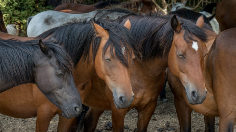 sleeping horses