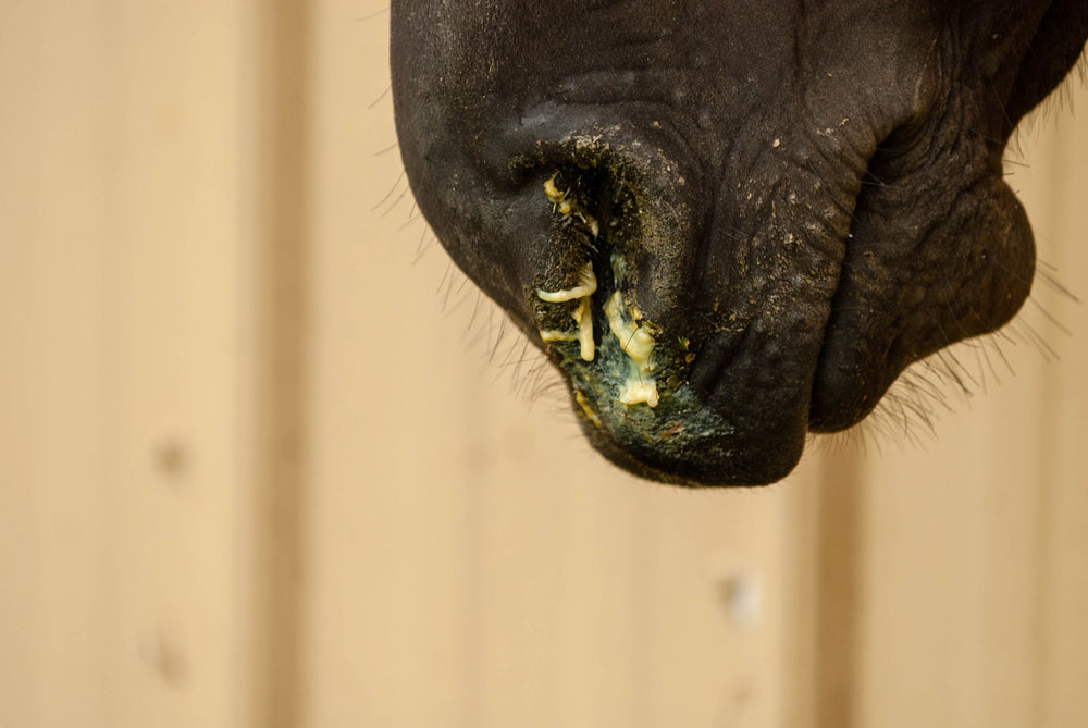 snotty horse nose closeup