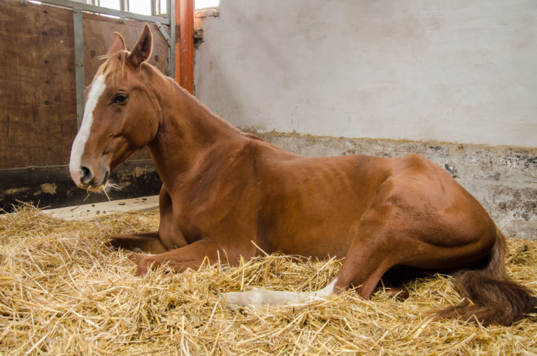stall laying down cropped horse