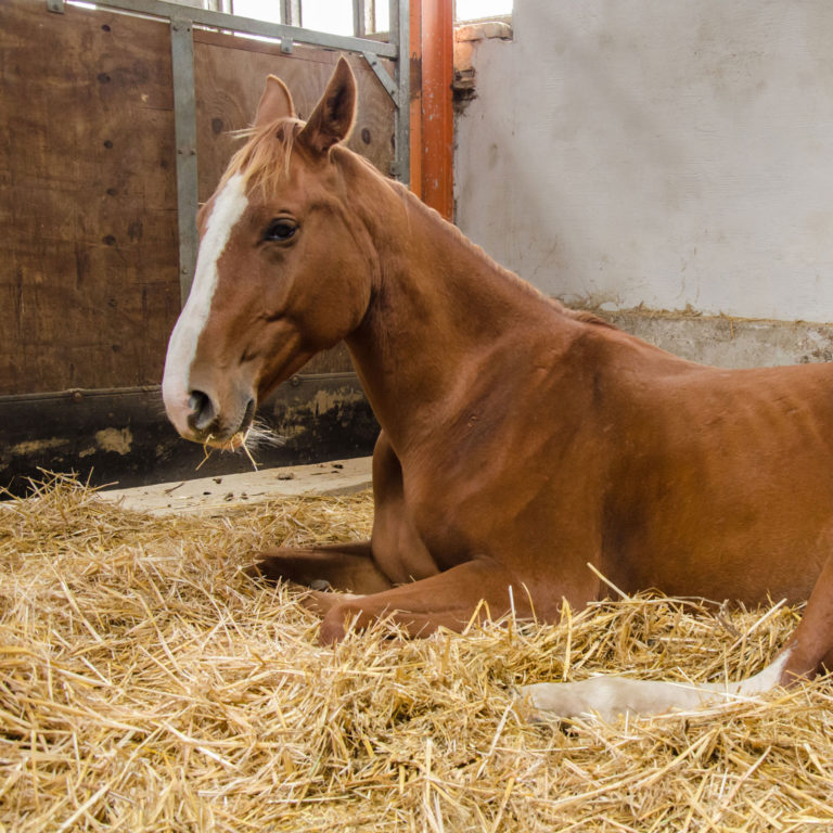 stall-laying-down-horse-iStock-Kerrick-607465312-2400-cropped
