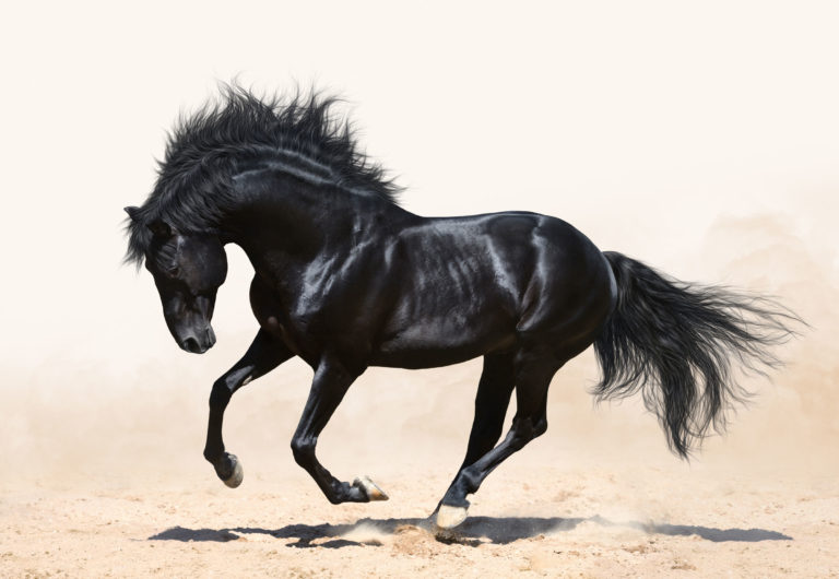 stallion black silhouette