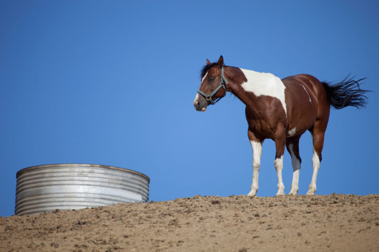 metal stock water tank paint horse