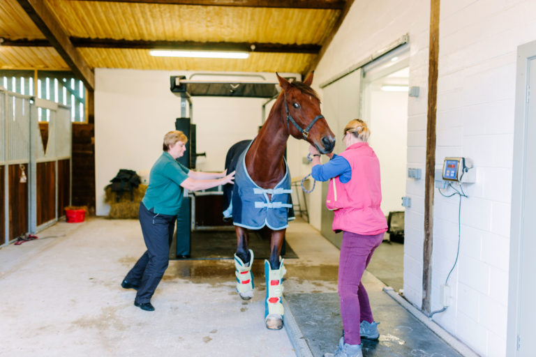 stocks horse backing in England