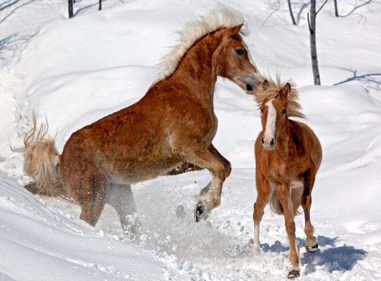 Storing Vaccines in Cold Weather promo image