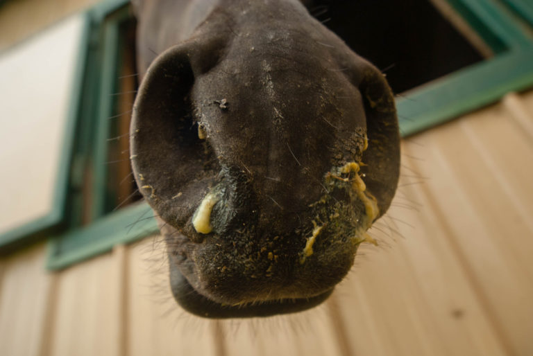 Strangles in horse nasal discharge