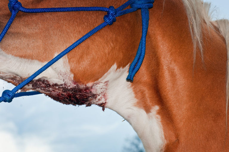 Strangles in a Paint Horse