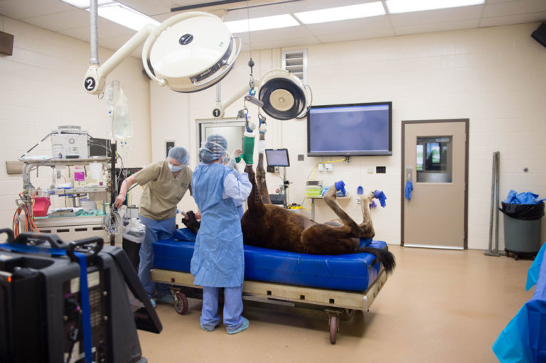 surgery horse leg