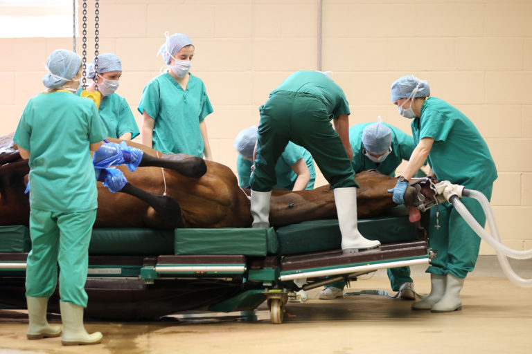 surgery prep newmarket
