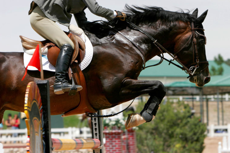 sweat jumping horse
