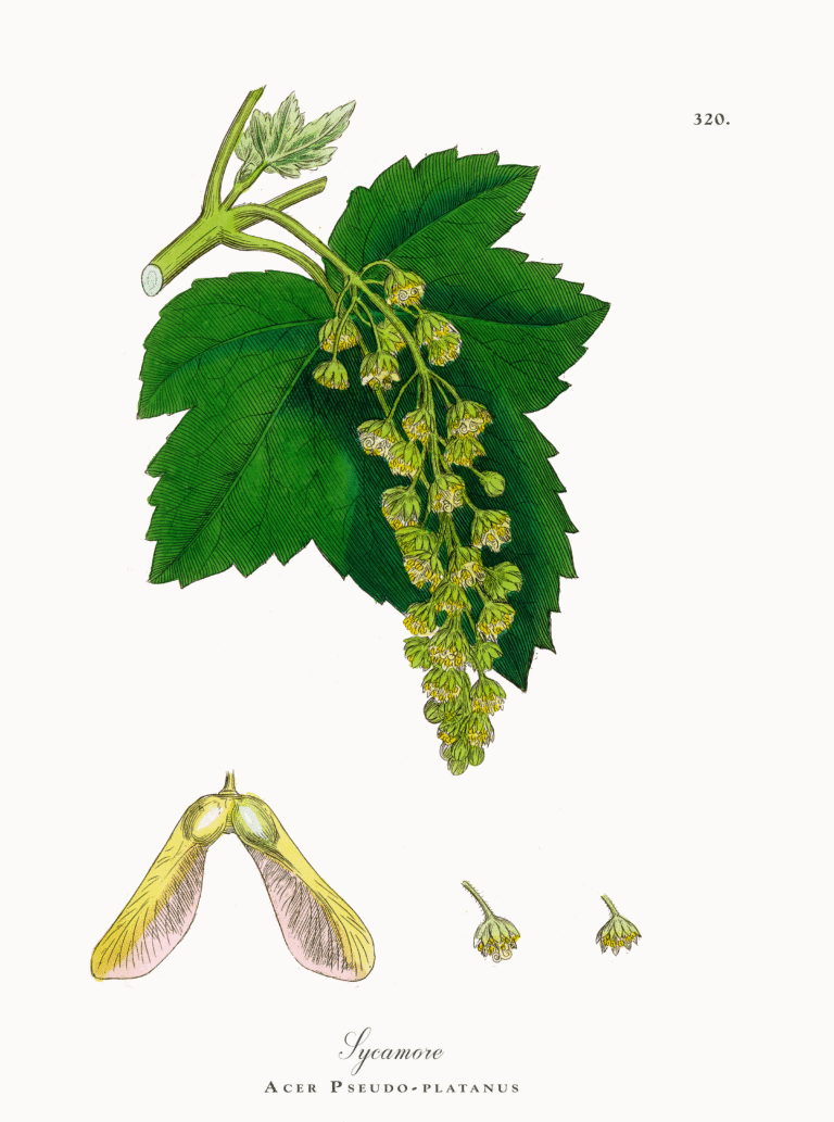 sycamore tree leaves seeds