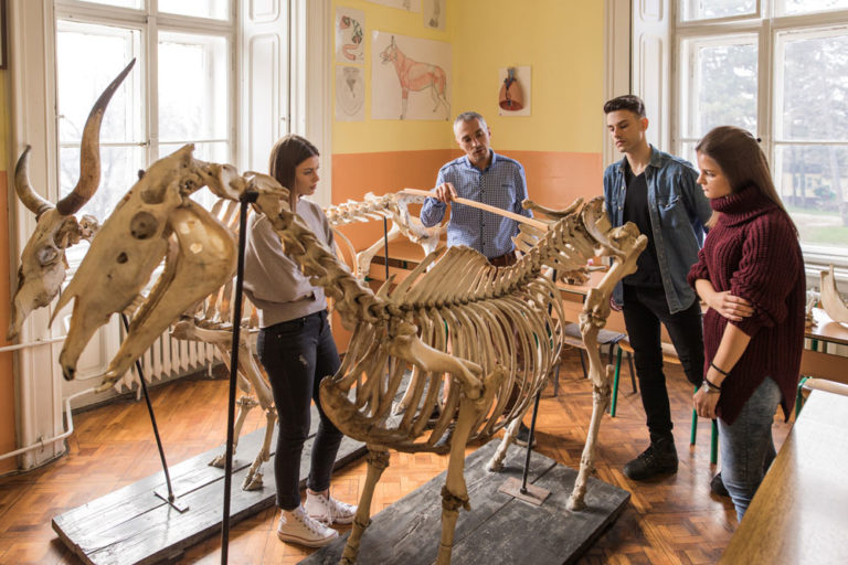 teacher vet students horse skeleton