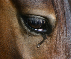 tear horse eye closeup