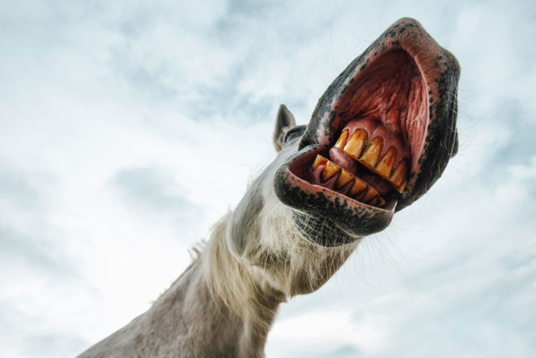 horse teeth looking up in open horse mouth