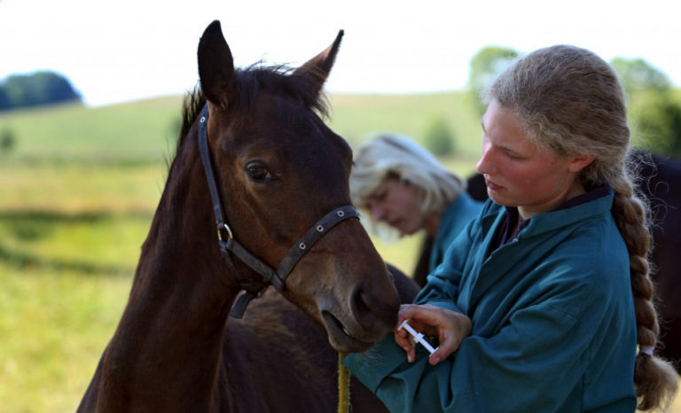 The Cost of Becoming an Equine Veterinarian promo image