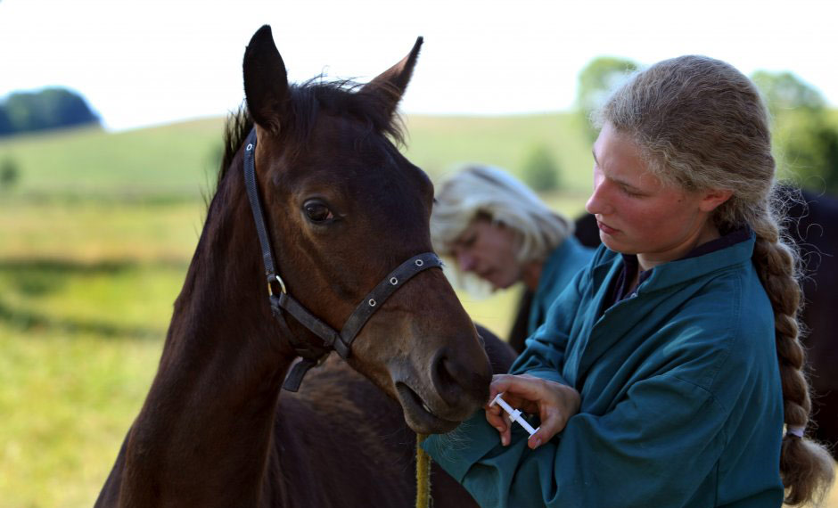 veterinarian-doctor-with-horse-stock-photo-image-of-inject-hospital