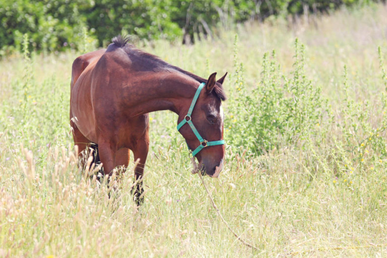 thin horse in field