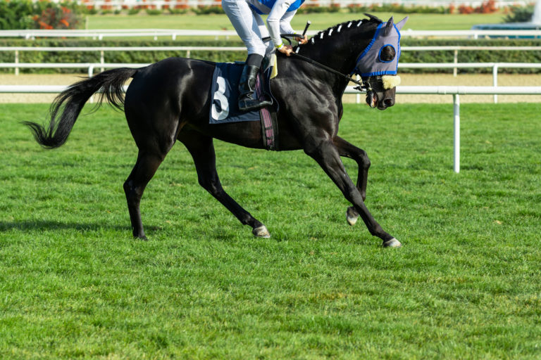 Thoroughbred racehorse rider body