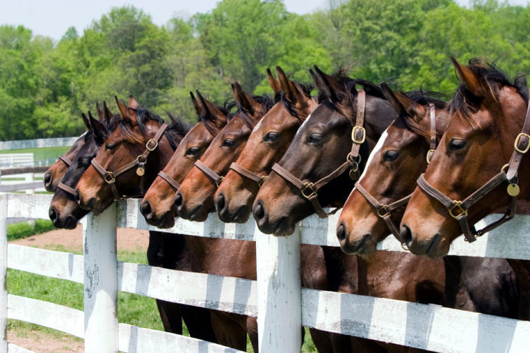 Thoroughbreds lined up across fence ears up