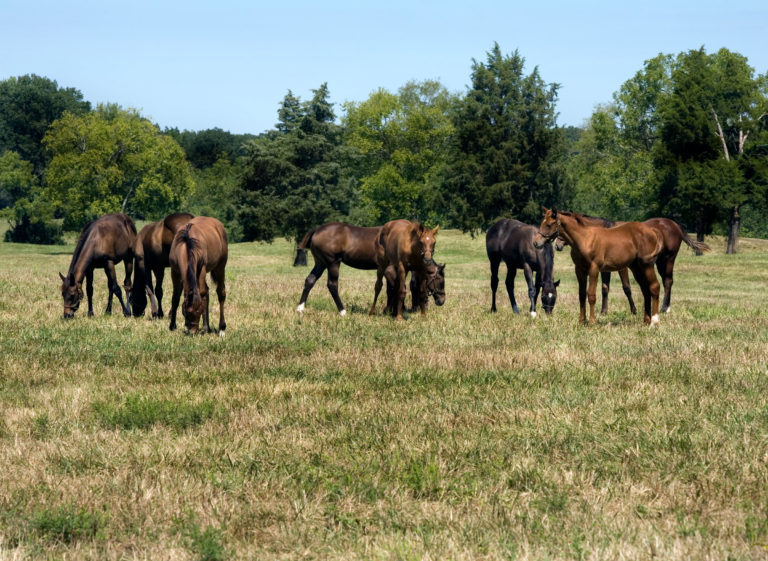 Young horses UK 2021 virtual Equine Research Showcase