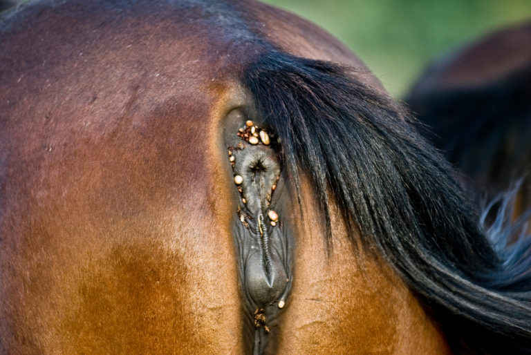Ticks piroplasmosis Italian horse