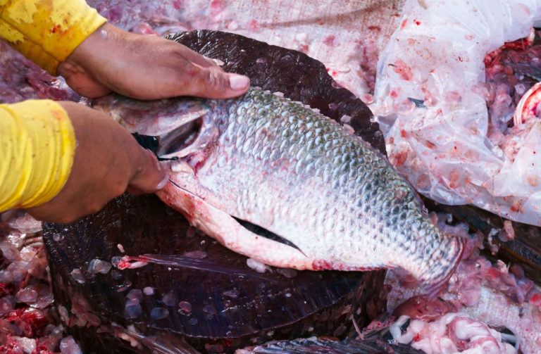 tilapia fish