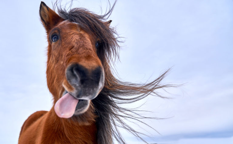 tongue out horse head