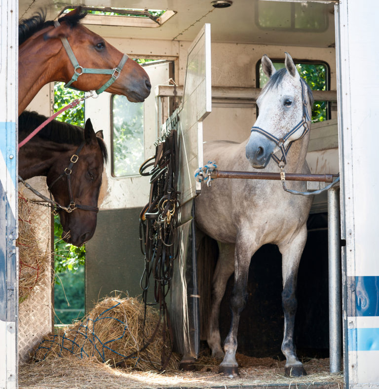 horse trailer side open