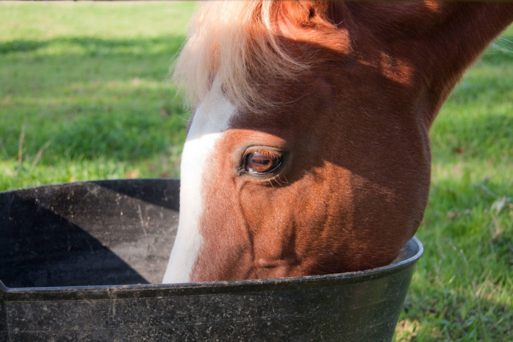 A horse eating rice bran out of a tub in the field. 