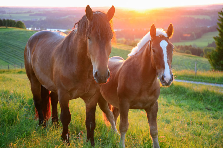 two horses in field Germany