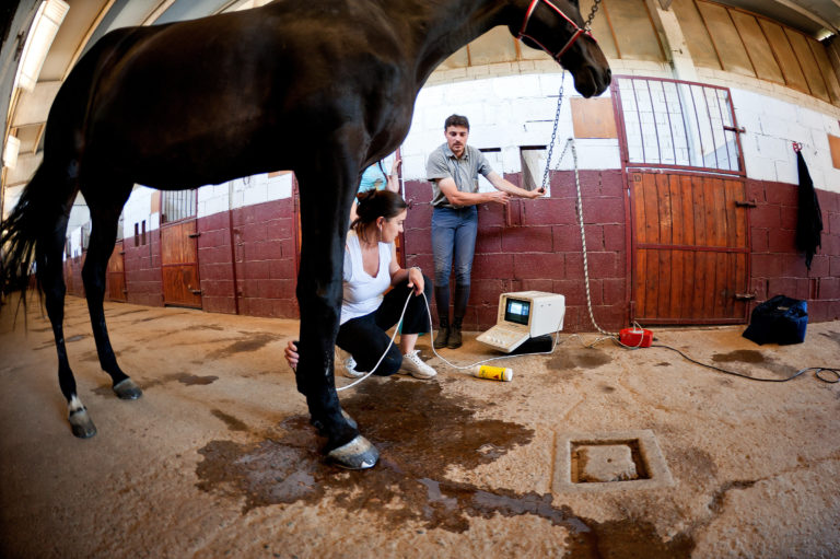 Ultrasound on foreleg