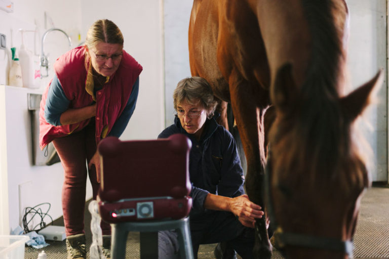 ultrasound-vet-horse-owner-iStock-credit-urbancow-519439301-1000