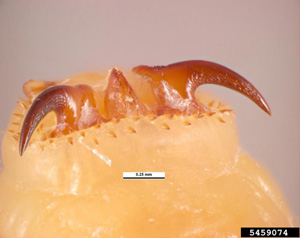 Understanding of Parasite Control Following Prescription-Only Programs in Denmark promo image