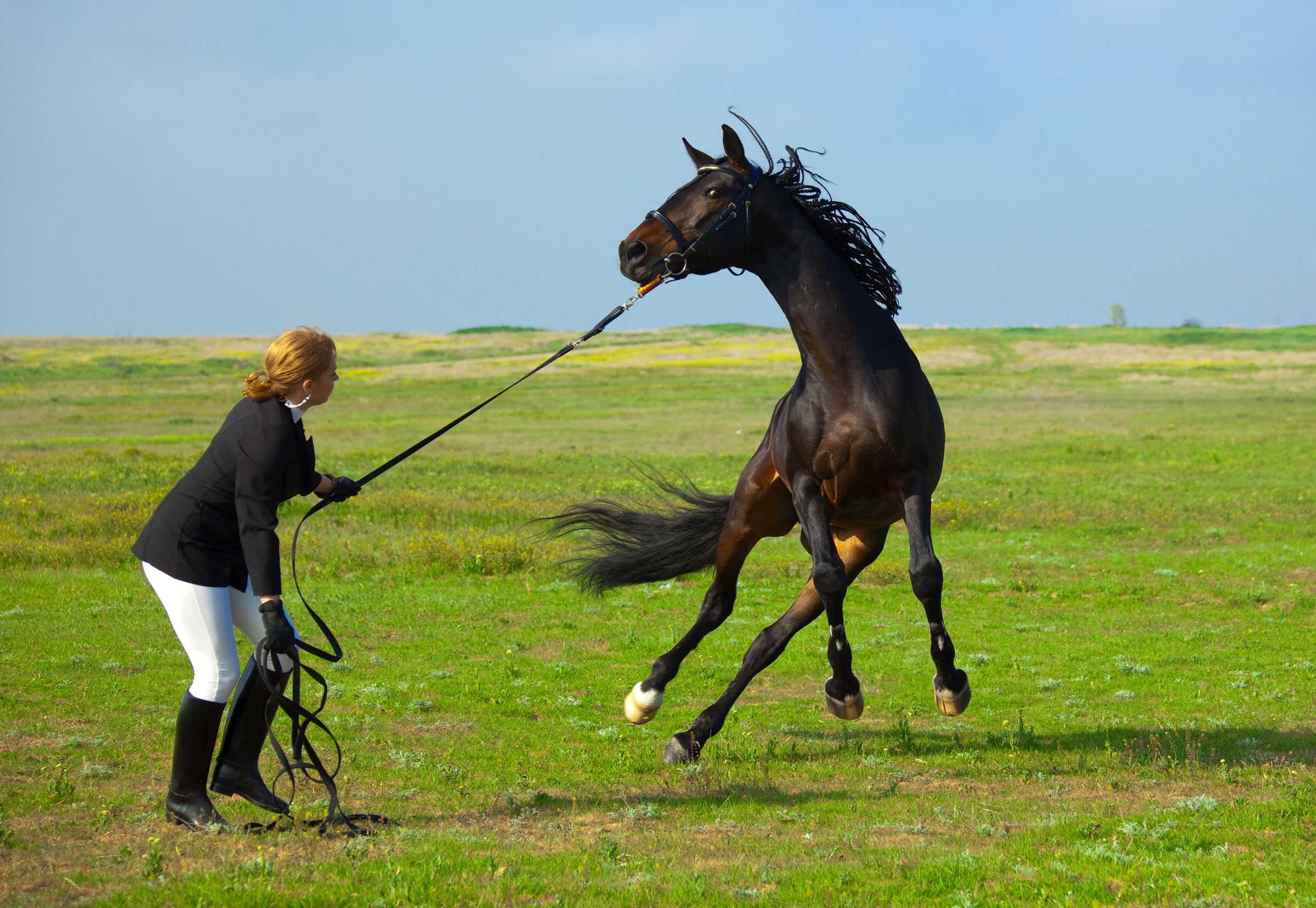 unruly horse on lead woman in English riding clothes field